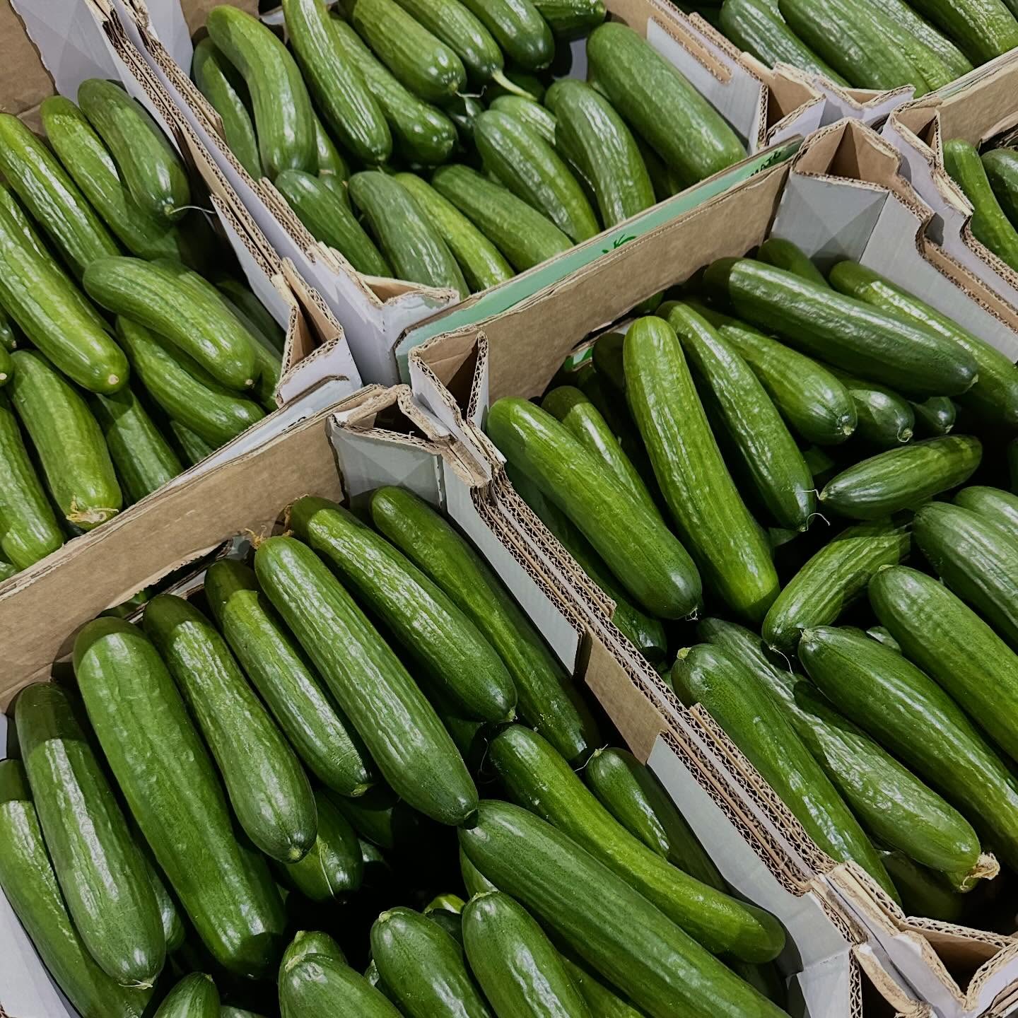Fresh Lebanese cucumbers packed in crates ready for delivery